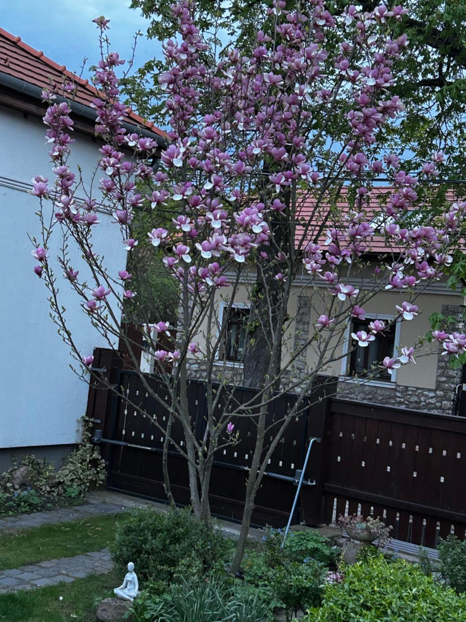 Magnolia Garden Apartman Miskolc Kültér fotó