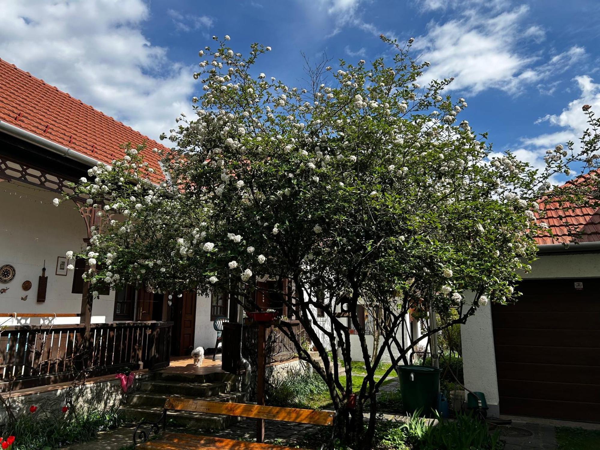 Magnolia Garden Apartman Miskolc Kültér fotó